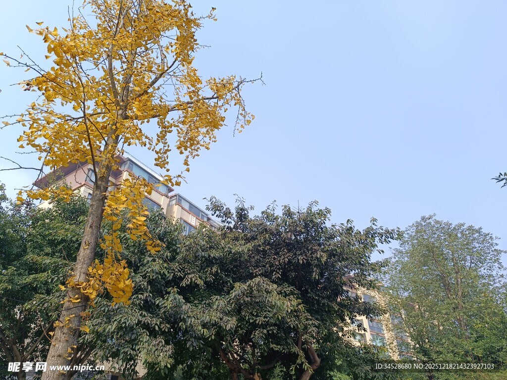 秋日金黄银杏树