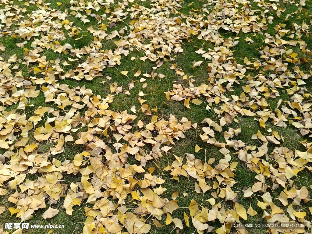 秋日草地落满金黄树叶