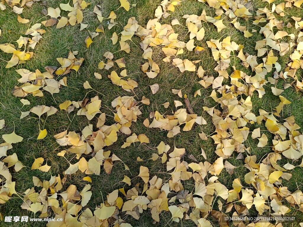 金黄银杏叶铺就如画草地