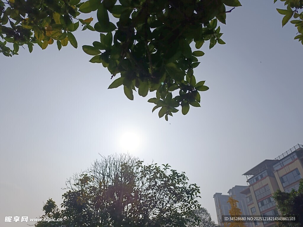 阳光下的绿树与建筑