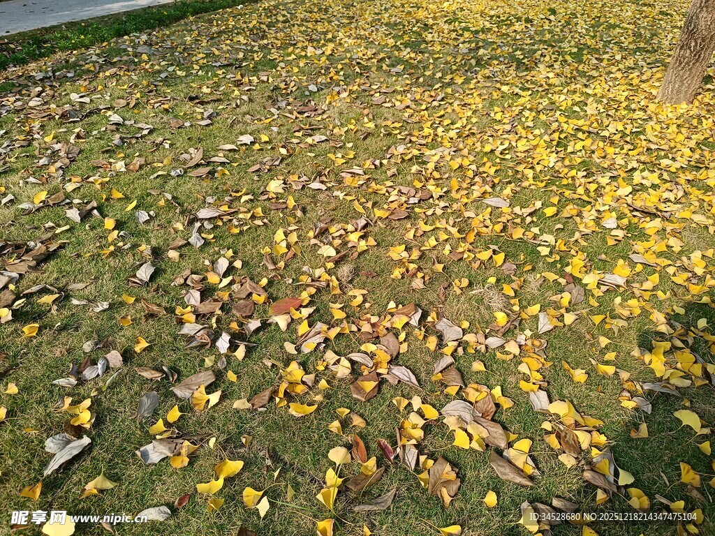 秋日落叶铺满草地