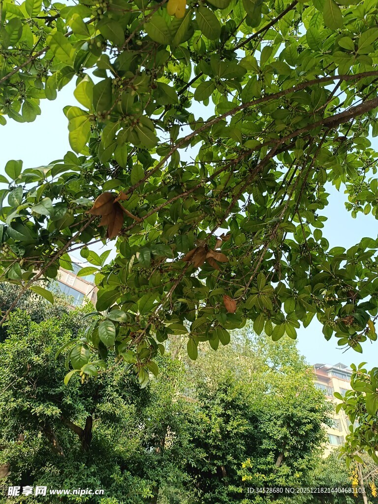 繁茂绿树间的自然景致