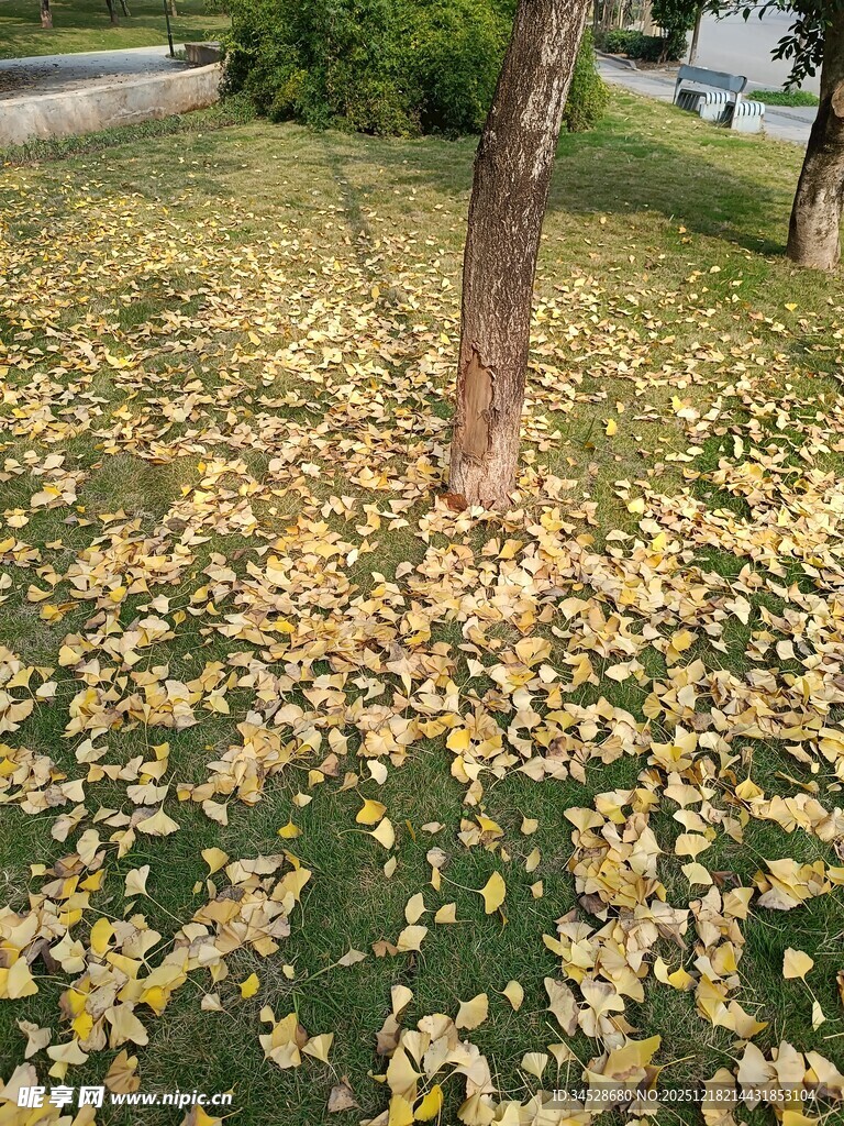 秋日树下落叶铺地美景