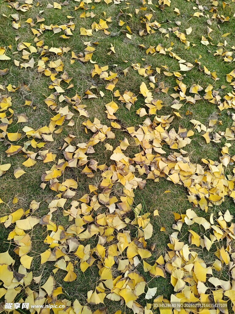 秋日草地落满金黄银杏叶