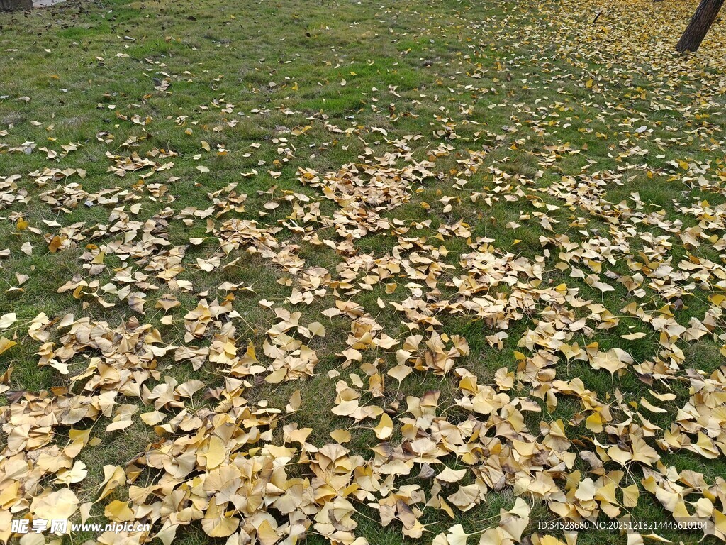 秋日草地落满金黄银杏叶