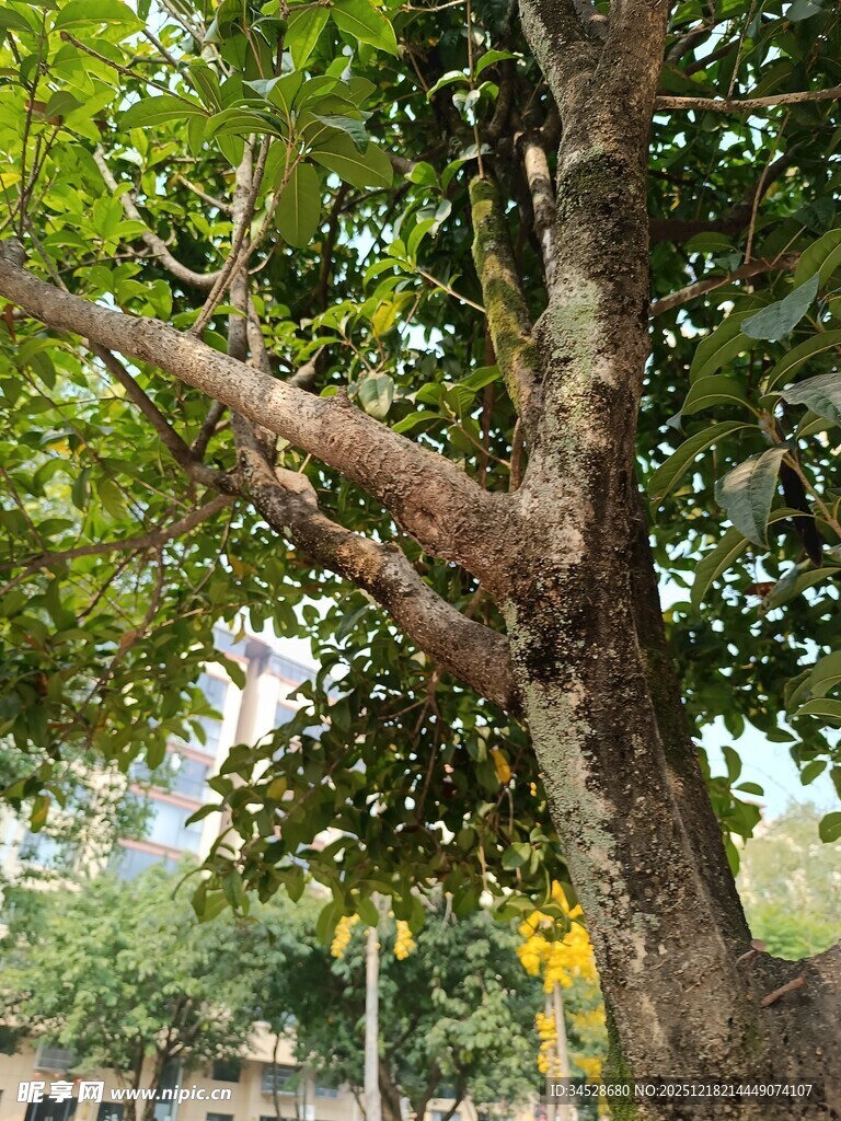 粗壮树干与繁茂枝叶