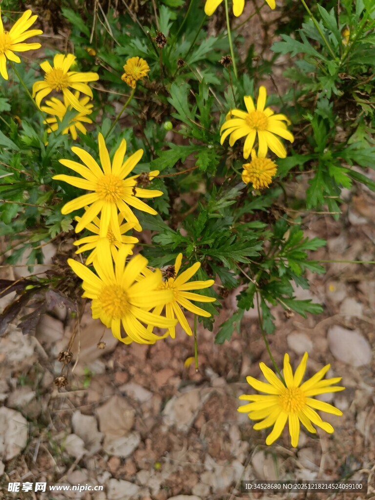 黄色小花绽放于碎石间