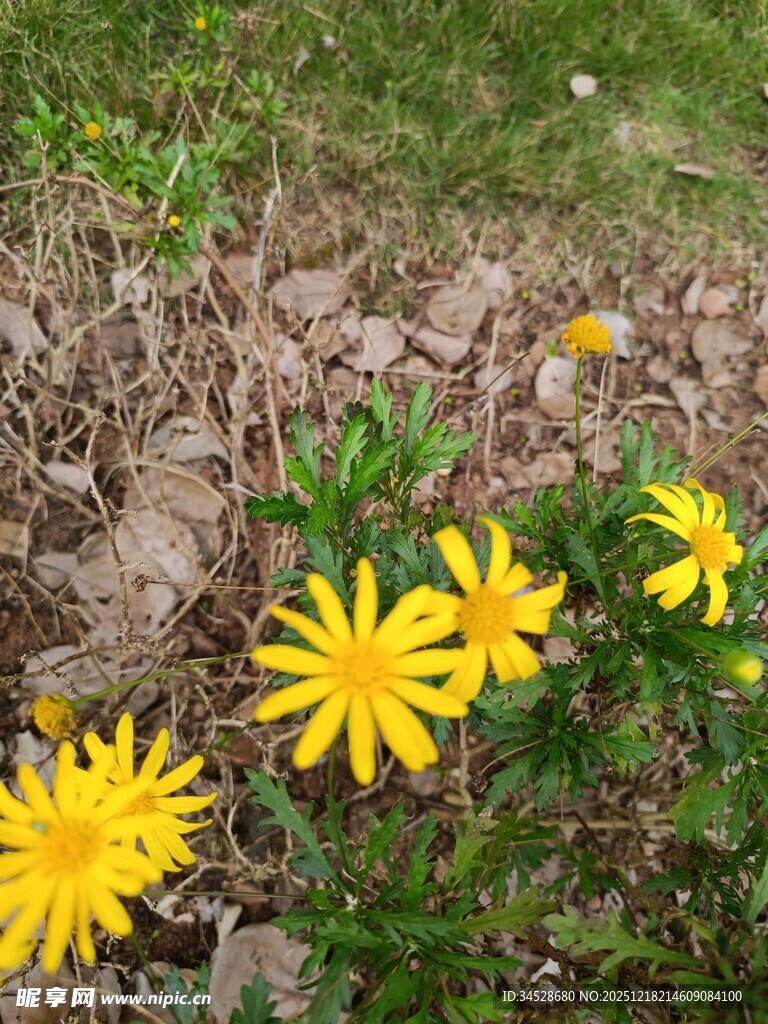 草地中的黄色小花绽放