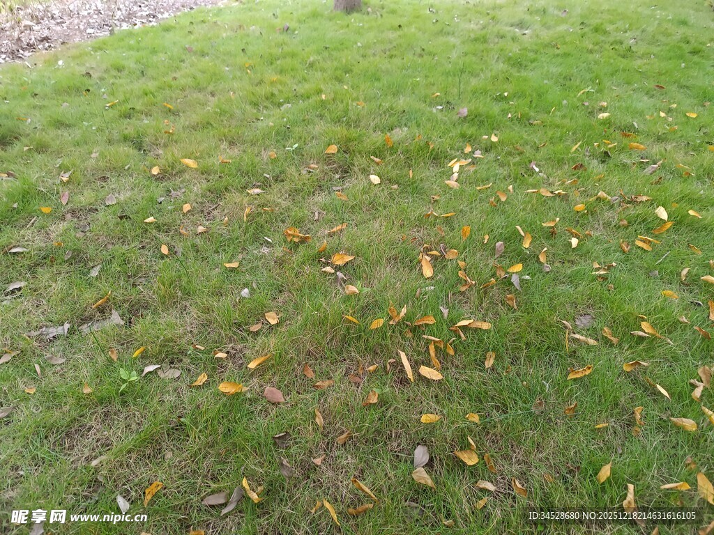 秋日草地散落金黄叶片