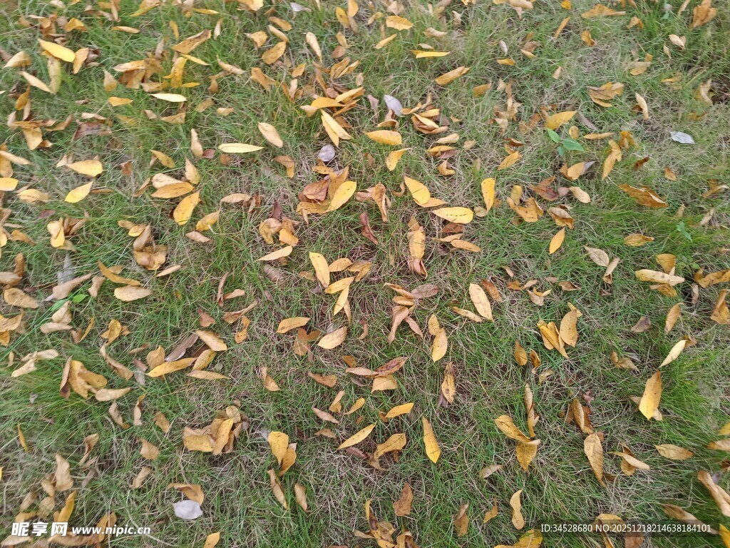 地面散落的多彩落叶