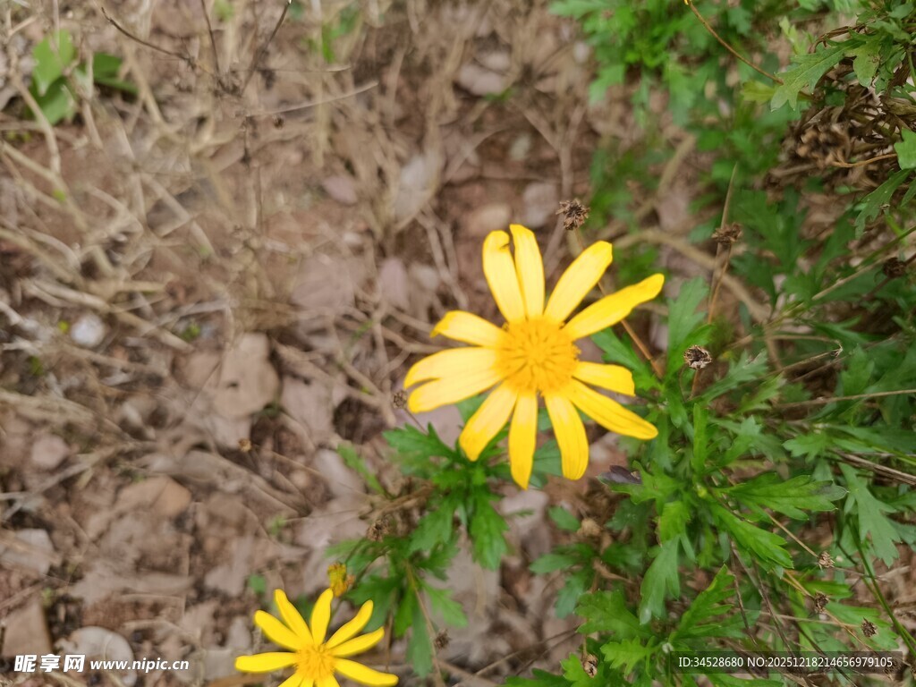 黄色小花绽放于泥土间