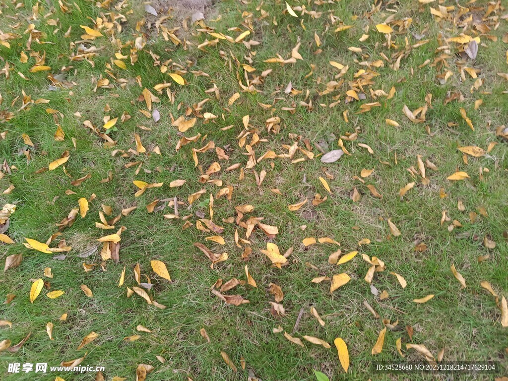 草地上的散落黄叶