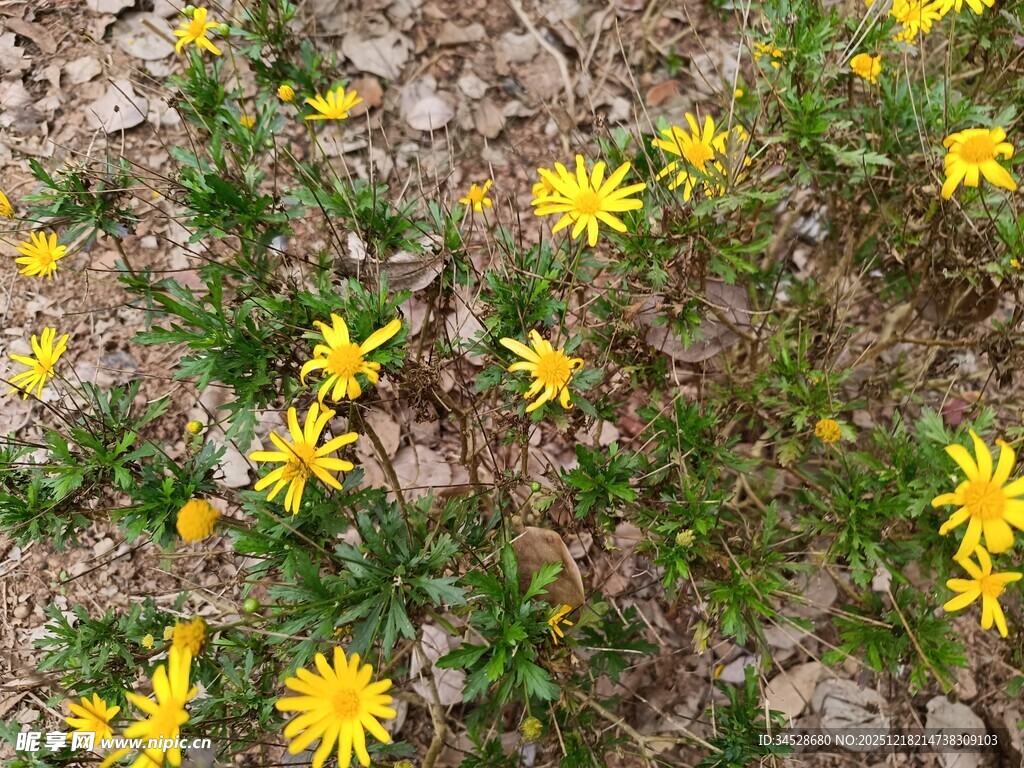 碎石间绽放的黄色小花