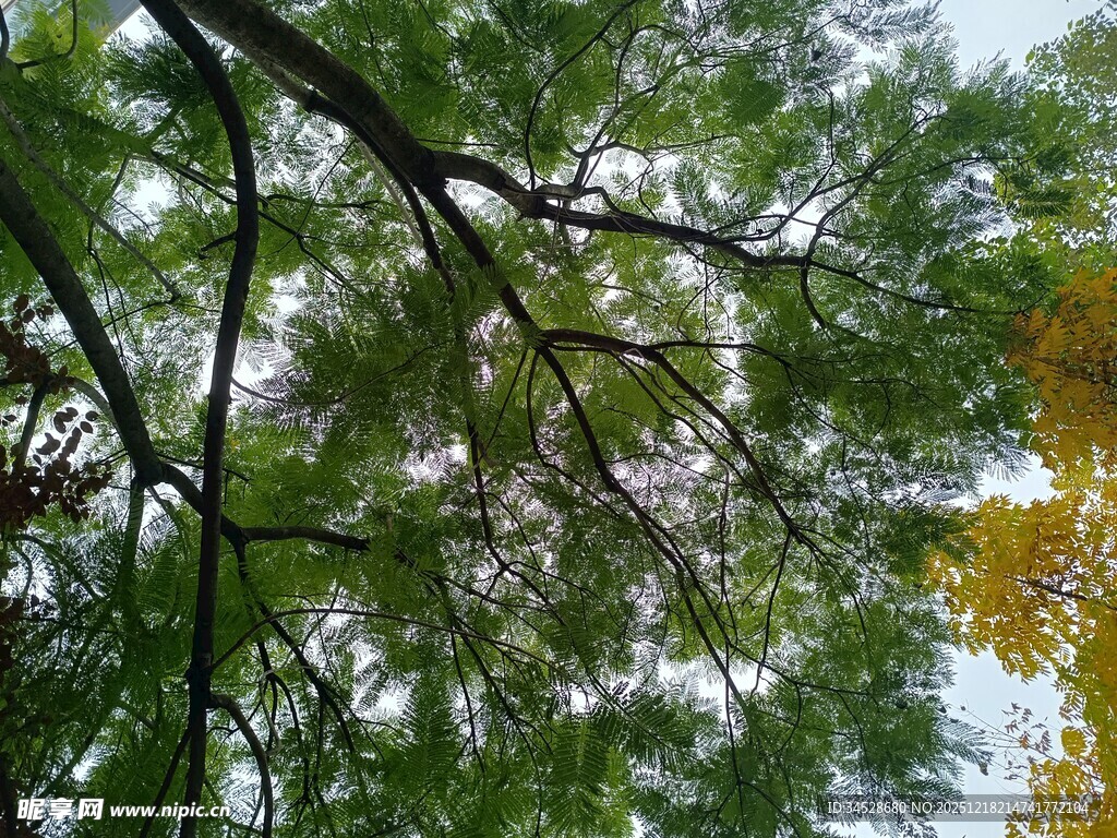 仰视繁茂枝叶景观