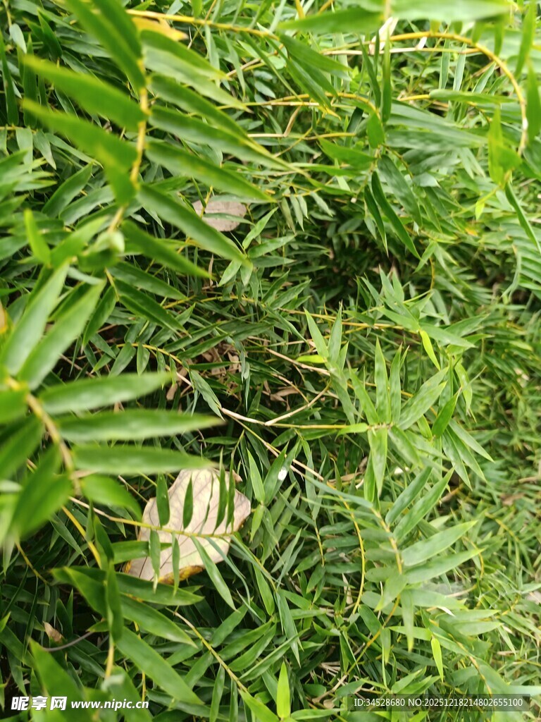 草丛中的枯叶蝶