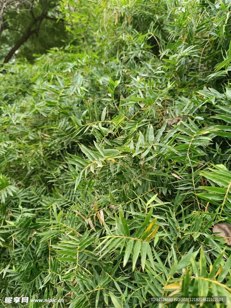 茂密翠绿的植物景观