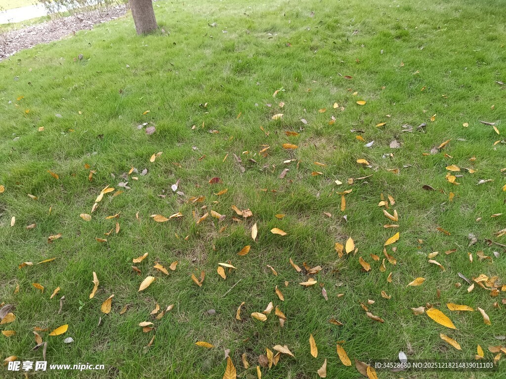 草地上的散落黄叶