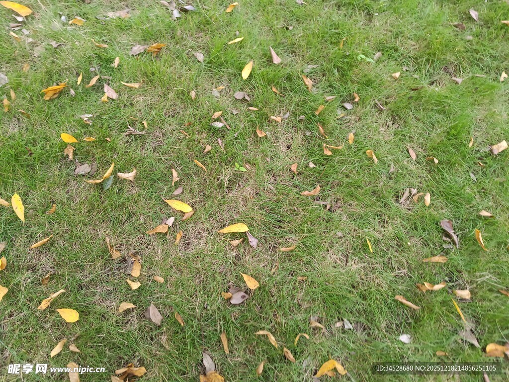 草地上散落的多彩秋叶