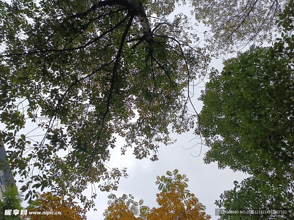 仰视林间树木与天空