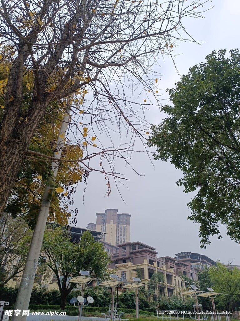 城市公园中的树木与建筑