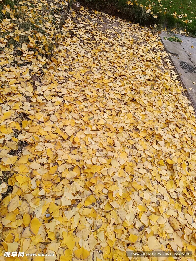 金黄落叶铺满地面美景
