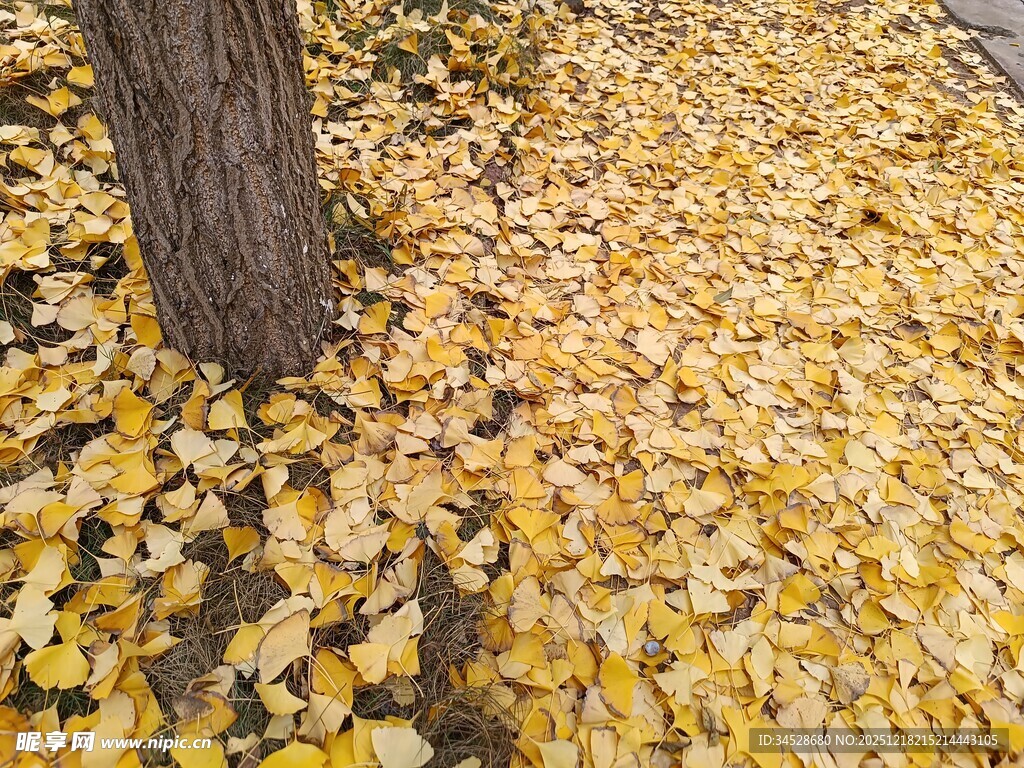 树下金黄落叶美景