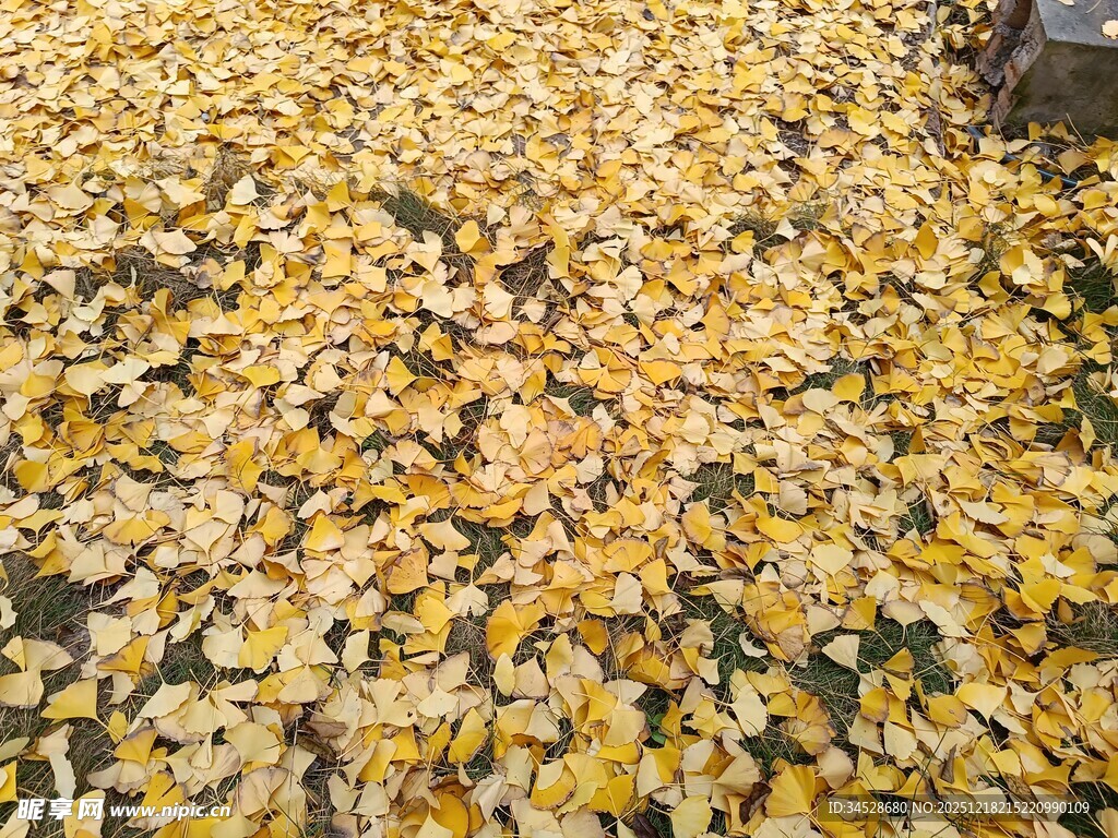 金黄落叶铺满地面的美景