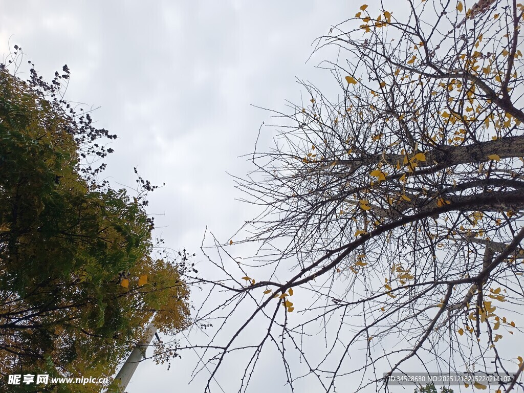 仰视秋日树梢景象