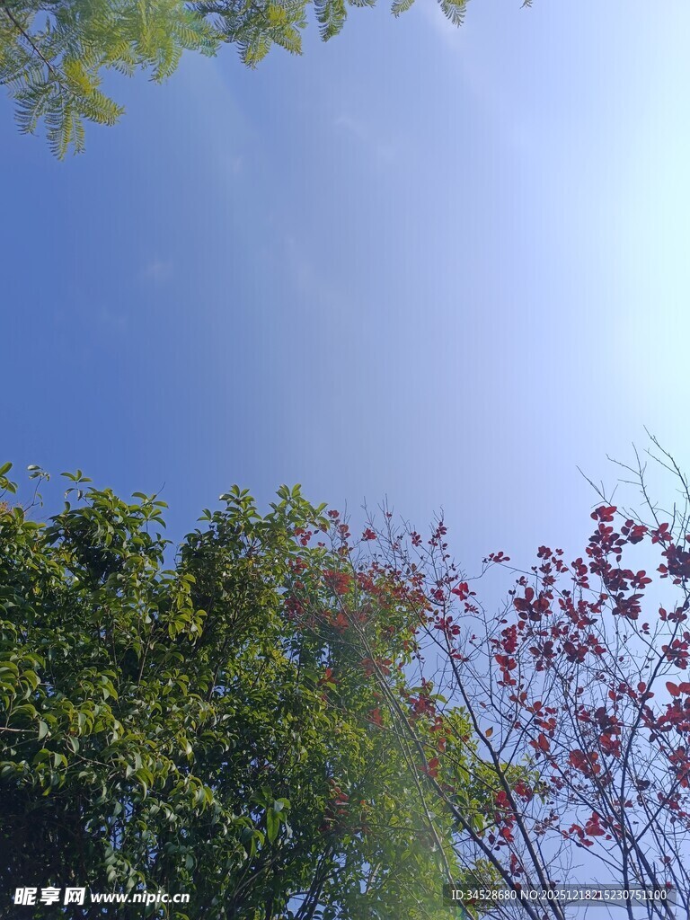 蓝天绿树相映成趣