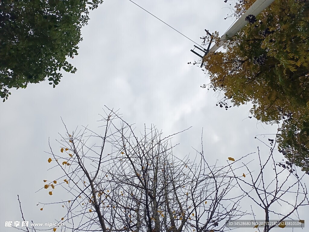 仰视冬日光秃树木景象