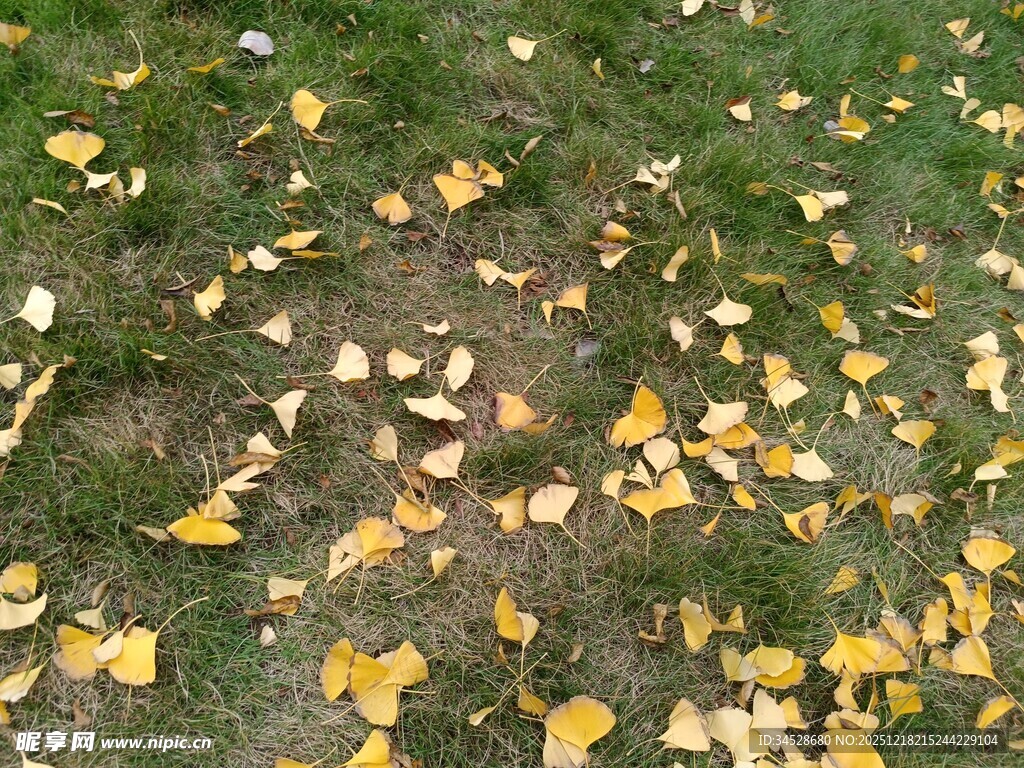 秋日草地落满银杏黄叶