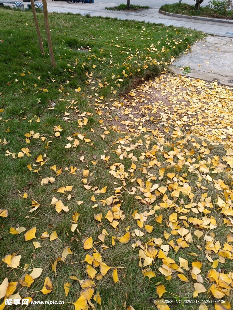秋日草地落满金黄树叶