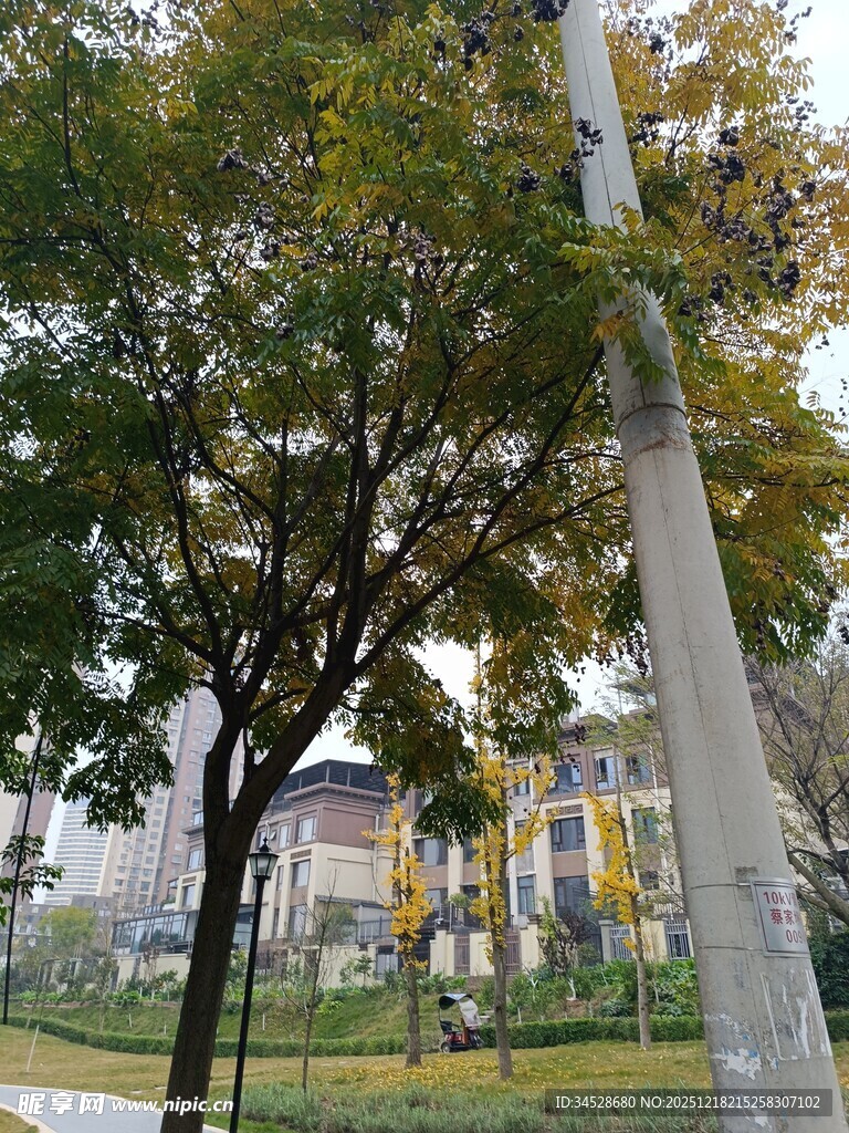 秋日街边绿树与房屋景致