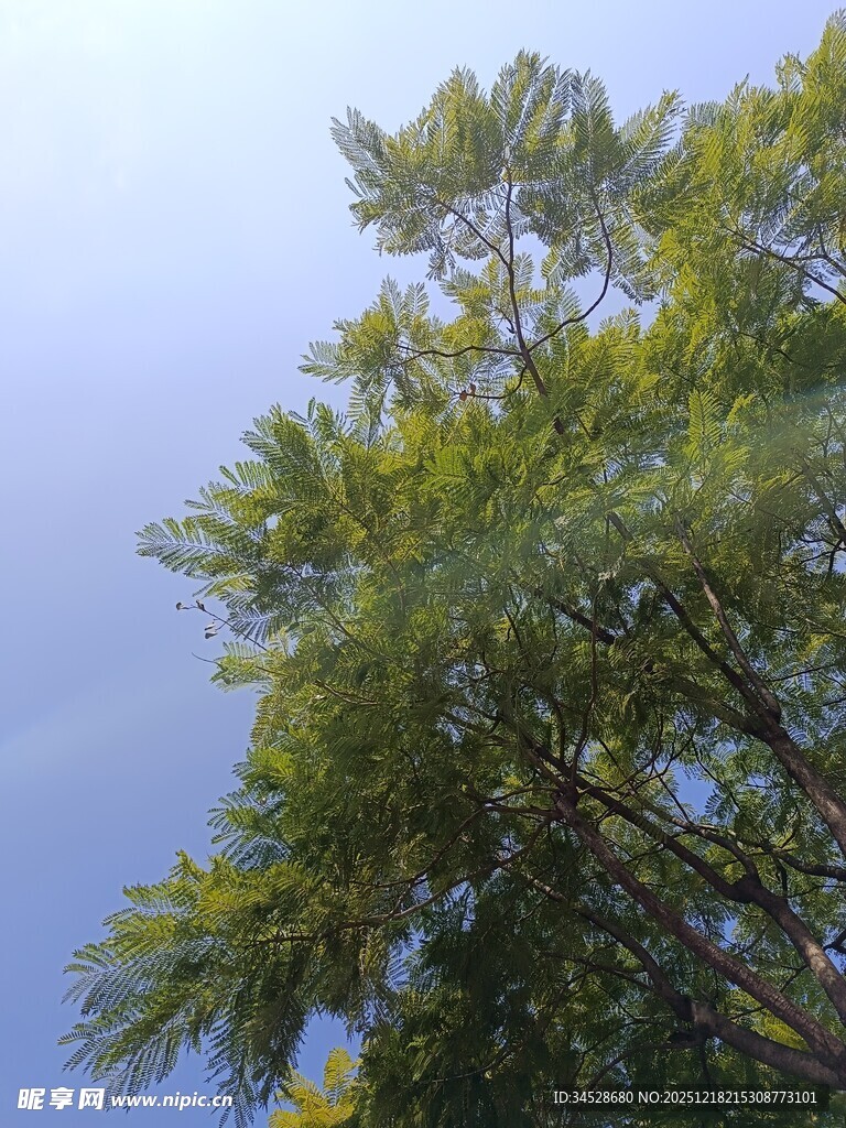 蓝天映衬下的葱郁树梢