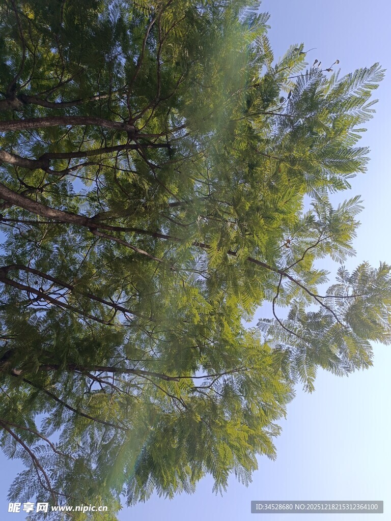 仰视葱郁树木蓝天景象