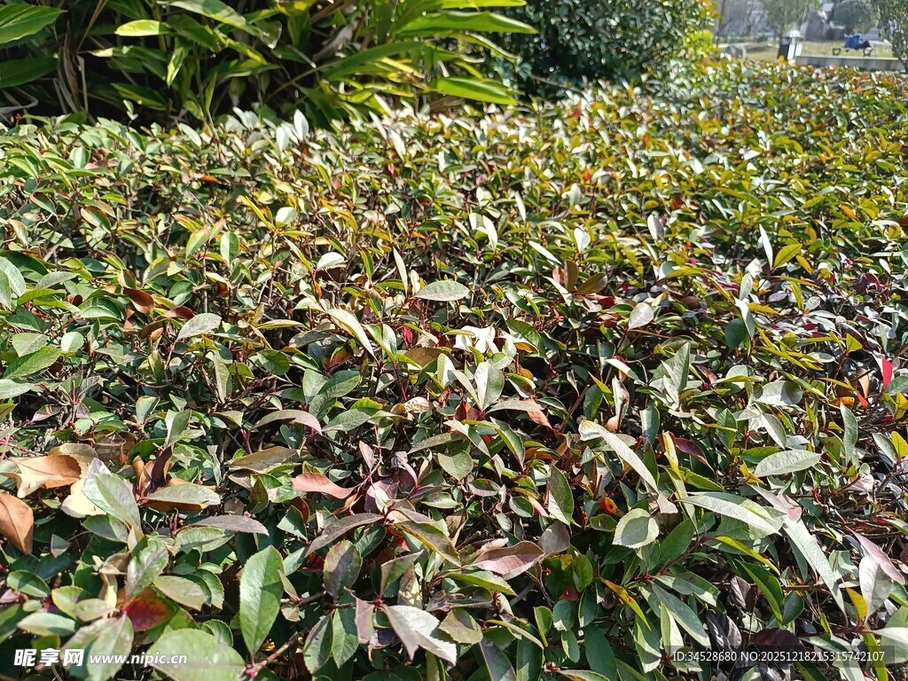 绿叶红边植物景观