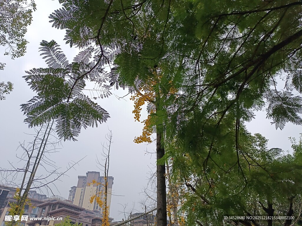 绿树掩映下的城市景象