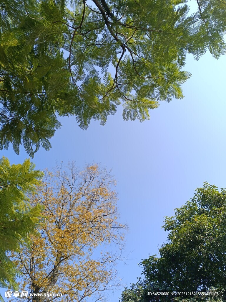 仰观绿树蓝天美景