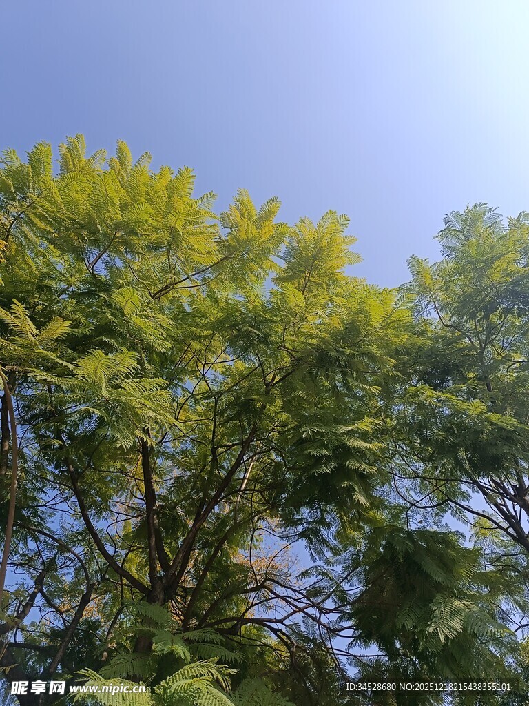 蓝天映衬下的繁茂绿树