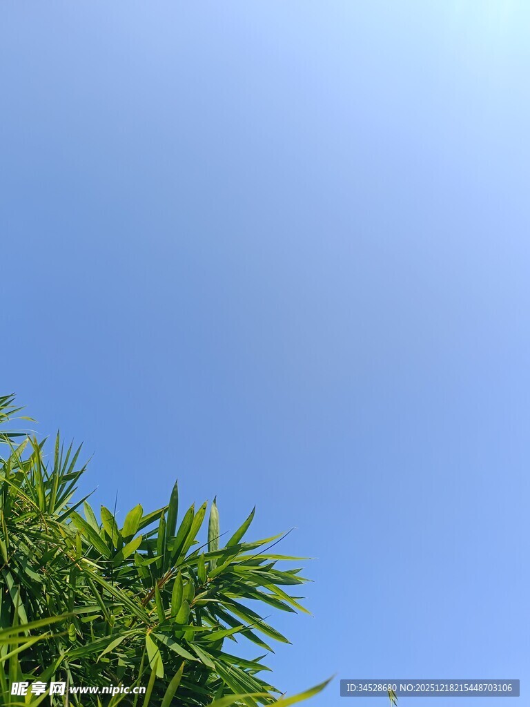 蓝天映衬下的翠绿竹叶