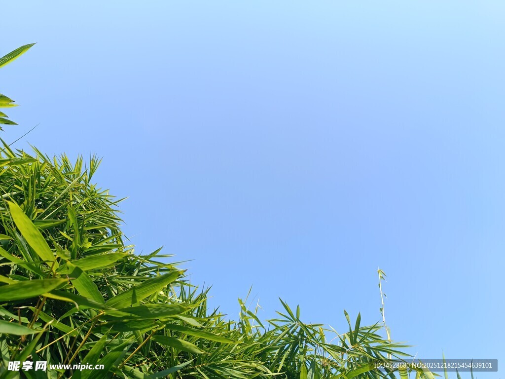 蓝天映衬下的翠绿竹叶
