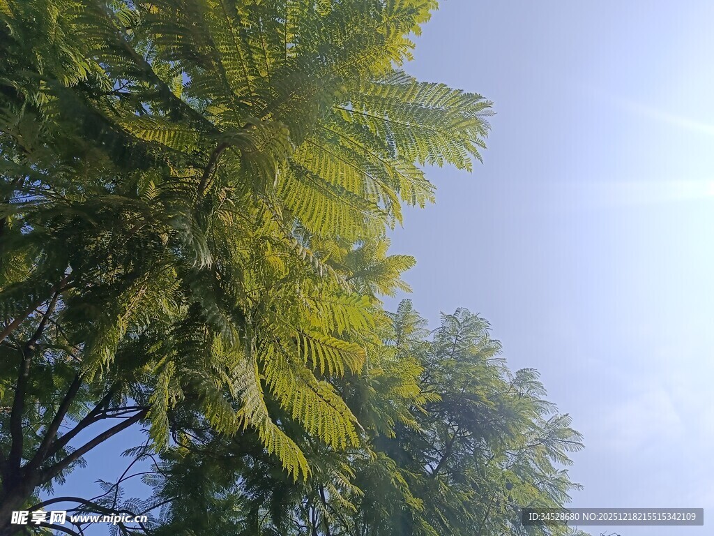 蓝天映衬下的葱郁树木