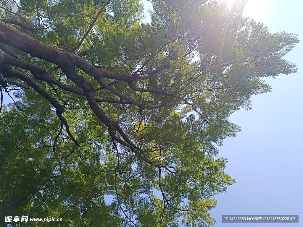 阳光透过枝叶的清新景象