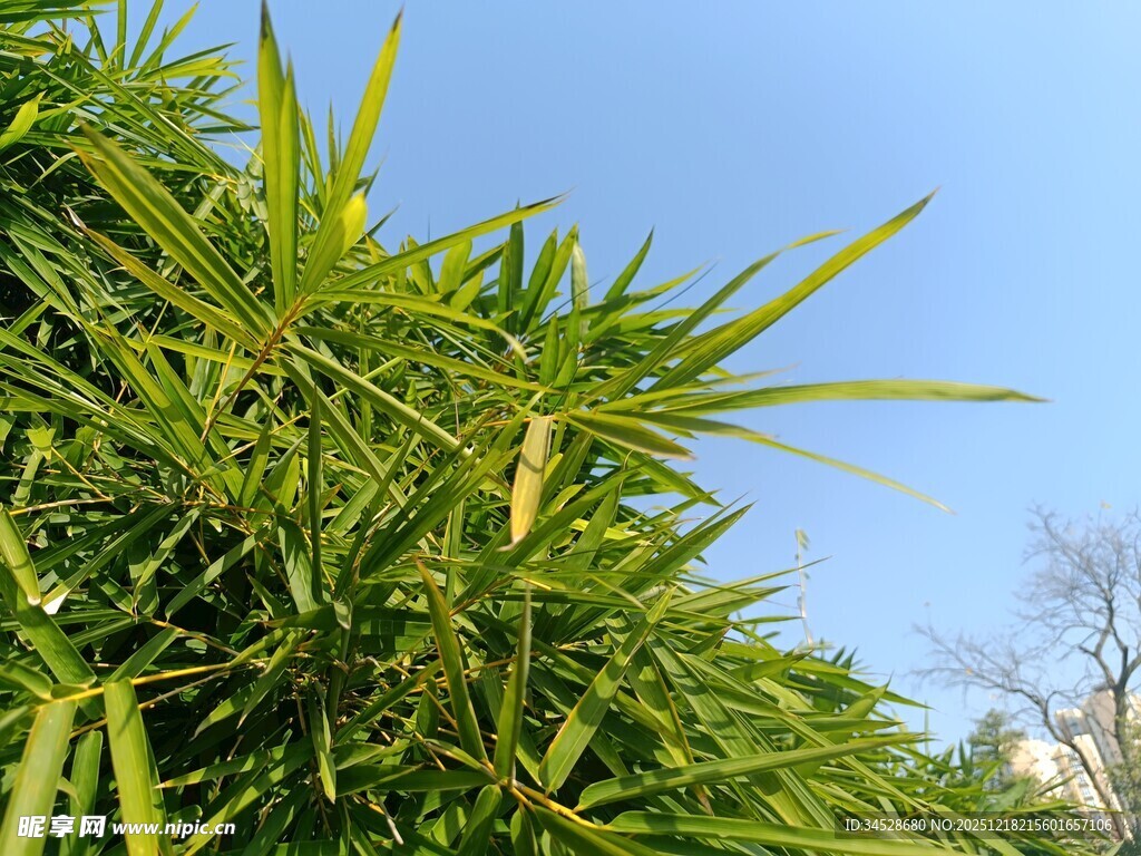 翠绿竹林映蓝天