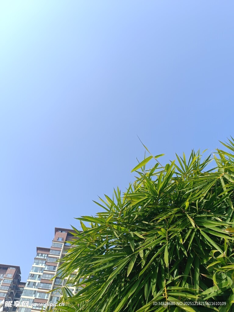 蓝天翠竹旁的高楼