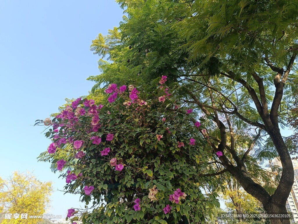 繁花绿树间的美好景致