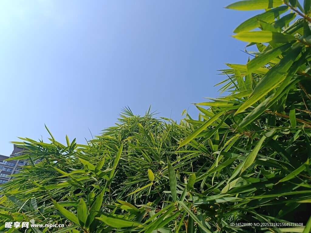 翠绿竹叶映蓝天