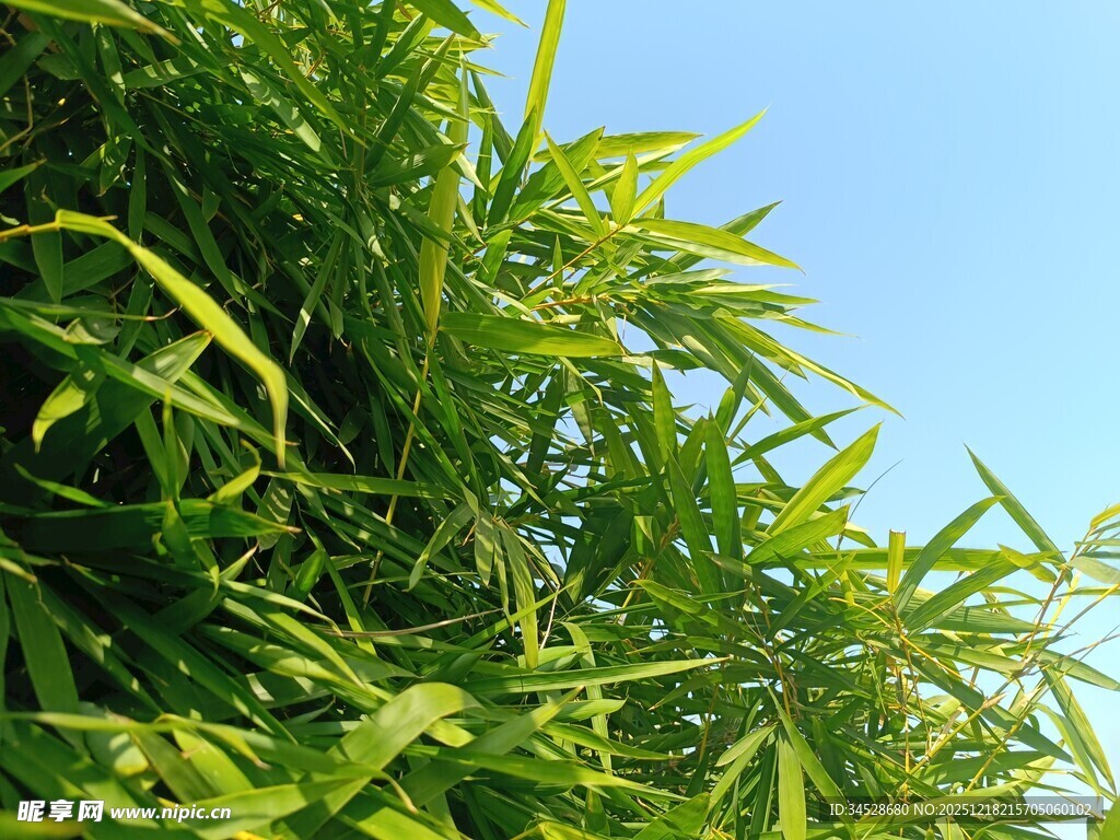 翠绿竹叶映蓝天