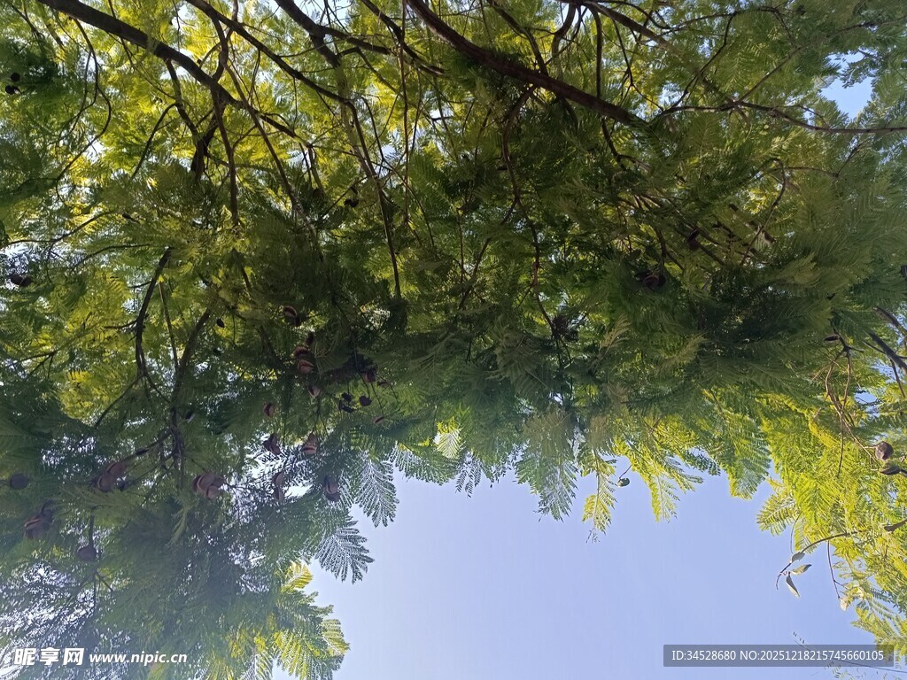 仰视繁茂树冠蓝天景象