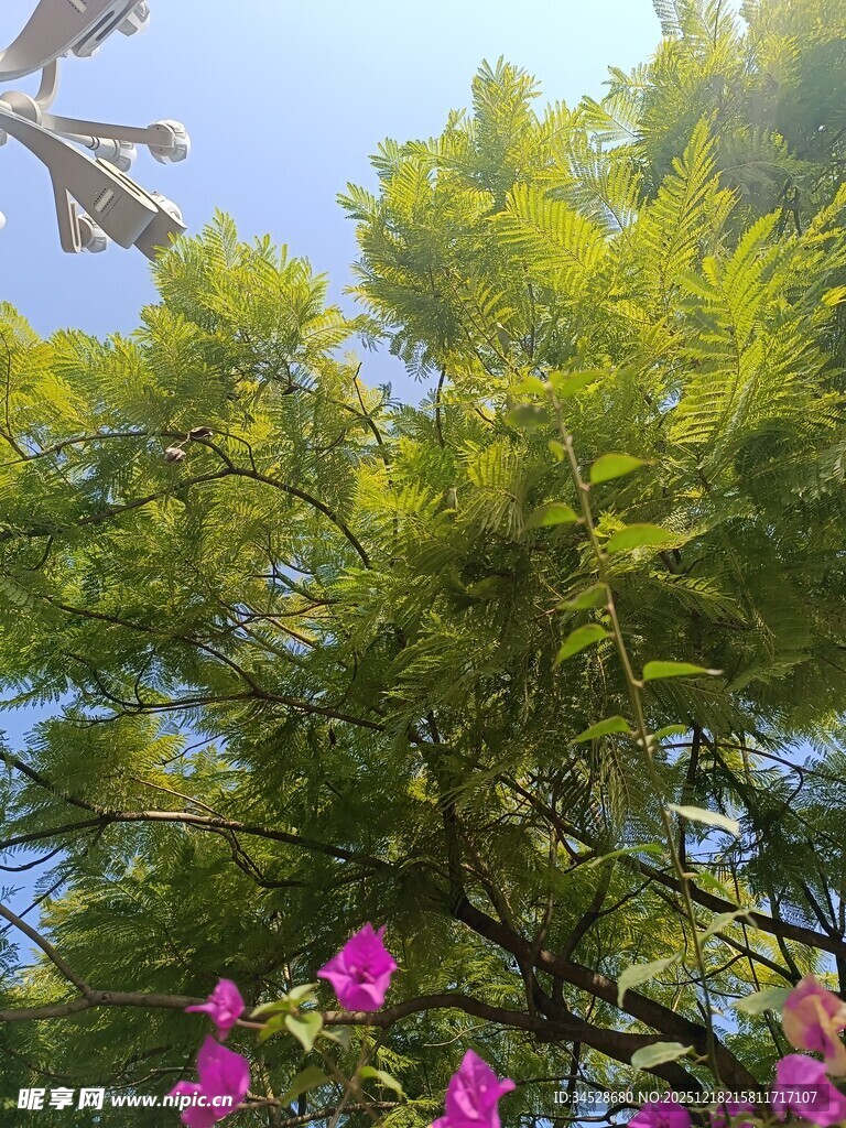 绿树繁花映蓝天